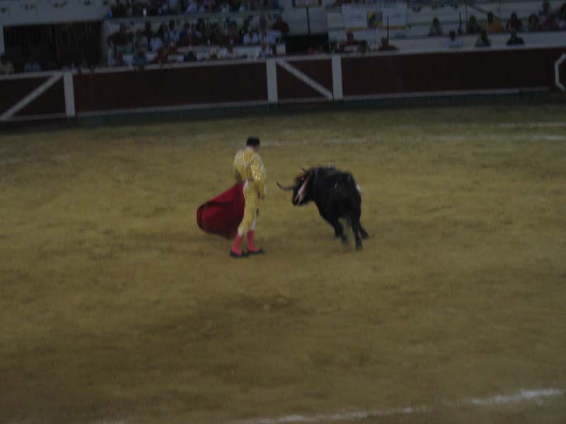 Bull-Fight-055